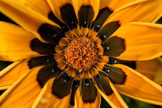 a close up of a yellow and black flower